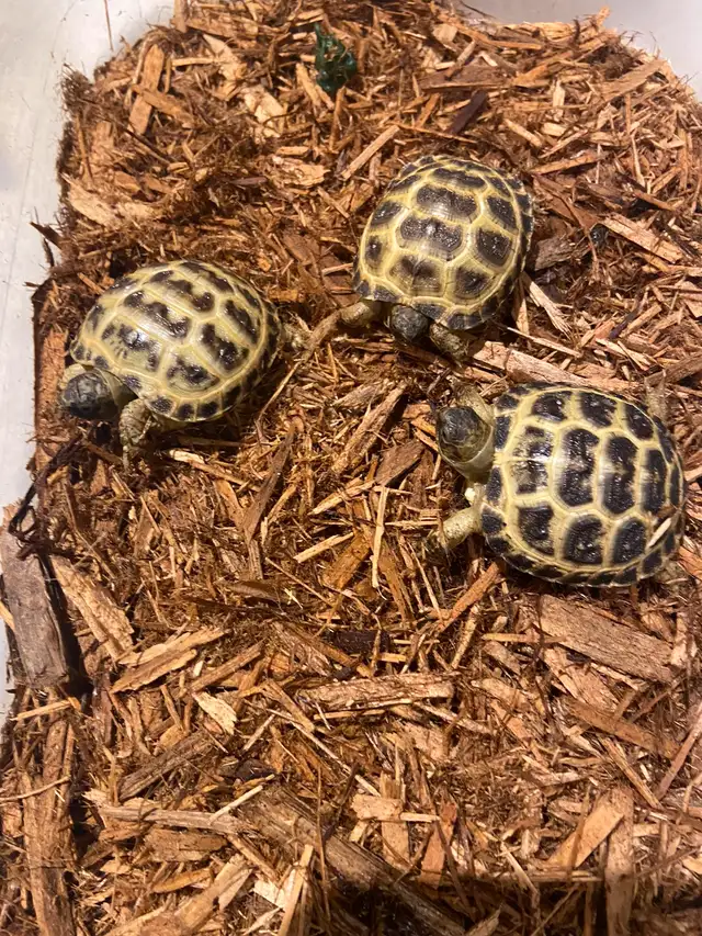 7d5c80c5-3147-4c0e-af65-9546a0398466